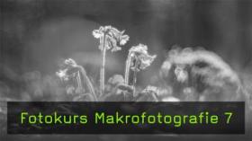 Teaserbild FotoTV. Video über den Bokeh-Effekt in der Makrofotografie
