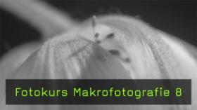 Makrofotografie mit großen Abbildungsmaßstäben