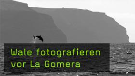 Tipps zum Fotografieren beim Whale Watching
