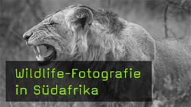 Wildlife-Fotografie während eines Game Drives