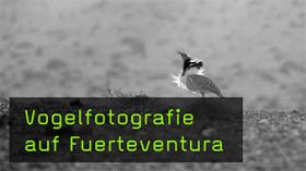 Vögel fotografieren auf Fuerteventura