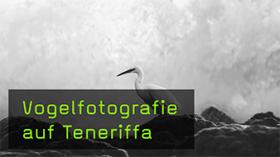 Teidefink fotografieren