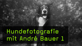 André Bauer im Interview zum Thema Hundefotografie