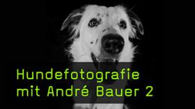 DIY Bildideen in der Hundefotografie