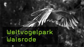 Vogelfotografie im Vogelpark Walsrode