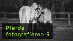 Eine Pferdeherde im Freilauf fotografieren