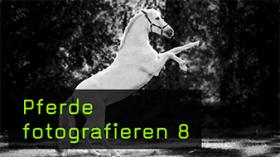 Pferdeposen und Tricks fotografieren