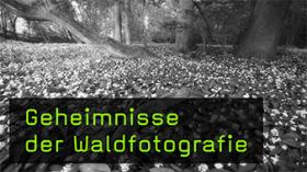 Naturfotografin Yvonne Albe über Waldfotografie
