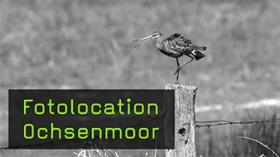 Vogelfotografie am Ochsenmoor im Naturpark Dümmer 