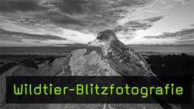 Wie schädlich ist die Blitzfotografie für Wildtiere? Wie schädlich ist die Blitzfotografie für Wildtiere?
