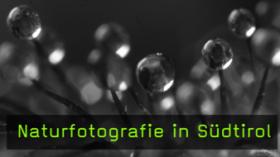 Roberto Siniscalchi Makrofotograf naturfotografie Roberto Siniscalchi Makrofotograf naturfotografie