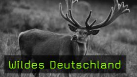 Norbert Rosing, Interview, Wildes Deutschland, Naturfotografie