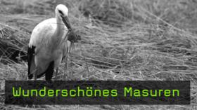 Masuren, Tierfotografie, Störche, Kraniche, Vogelfotografie