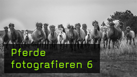 Pferdefotos zu verschiedenen Jahreszeiten