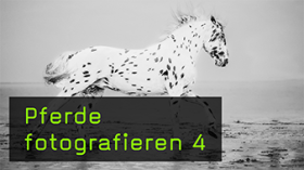 Verschiedene Pferderassen fotografieren und ihre Merkmale herausarbeiten