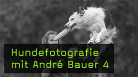 Actionbilder mit Hunden beim Frisbee fangen