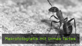 makrofotografie-urmas-tartes-naturfotografie