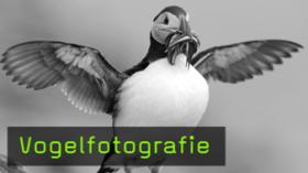 vogelfotografie-naturfotografie vogelfotografie-naturfotografie