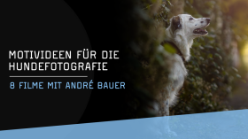 Hundefotografie mit André Bauer
