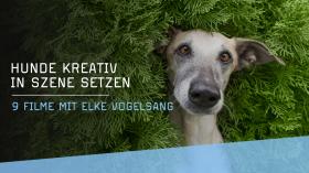 Kreative Hundefotografie