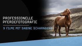 Professionelle Pferdefotografie mit Sabine Scharnberg