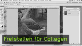 freistellen, collagen