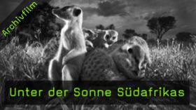 Wildlife-Fotografie von Heinrich van den Berg
