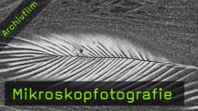 Mikroskopfotografie, Objektfotografie, Fotokurs, Mikrofotografie