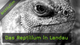 reptilium-landau-naturfotografie reptilium-landau-naturfotografie
