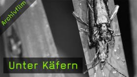 209-unter-kaefern-teaser-g.jpg