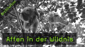 ingo-arndt-affen-in-der-wildnis-naturfotografie