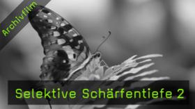 schmetterlinge-naturfotografie