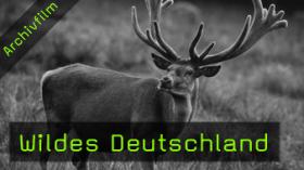 Norbert Rosing, Interview, Wildes Deutschland, Naturfotografie