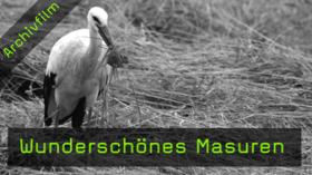 Masuren, Tierfotografie, Störche, Kraniche, Vogelfotografie