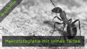 makrofotografie-urmas-tartes-naturfotografie