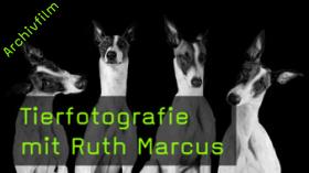 ruth-marcus-tierfotografie-naturfotografie-hunde