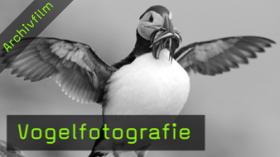 vogelfotografie-naturfotografie vogelfotografie-naturfotografie