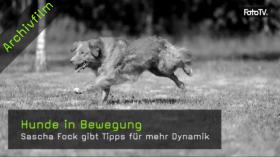 Video Hunde In Bewegung Fotografieren Hunde Im Lauf Fotografieren